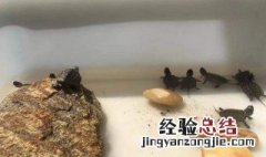 养王八怎么养 养王八养死了有什么说道