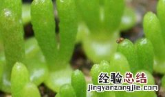 碧光环种植方法 碧光环的繁殖方法