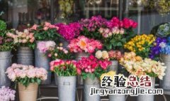 月季花的冬季养殖方法和技术 月季花的冬季养殖方法