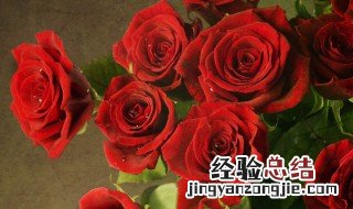 玫瑰花送几朵代表什么 送玫瑰花的含义