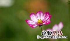 一花一世界寓意 一花一世界寓意是什么意思