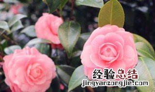 家里养花为什么不能比人高 家庭养花能不能养比人还高的花