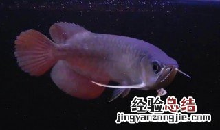 银龙和鹦鹉鱼混养喂食 银龙鱼鱼鹦鹉鱼混养喂什么