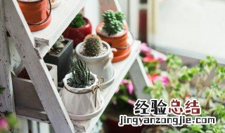 盆栽植物怎么养 富贵籽盆栽植物怎么养