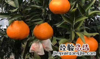 粑粑柑是什么季节吃 粑粑柑几月份最好吃