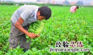 广东菜心养殖方法 广东菜心种植方法