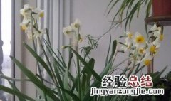 洋水仙如何水培 洋水仙水培的养殖方法