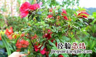 杜鹃花是不是怕浇茶水 杜鹃花可以喝茶吗