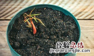 北方芒果盆栽种植方法 什么时间种最合适