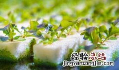 阳台种植水培蔬菜方法有哪些 阳台种植水培蔬菜方法