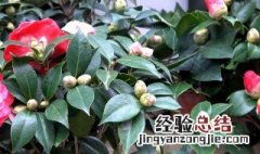 茶叶花的养殖方法和注意事项 茶叶花的正确养法