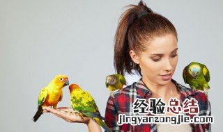 鹦鹉养殖教程 驯养鹦鹉教程