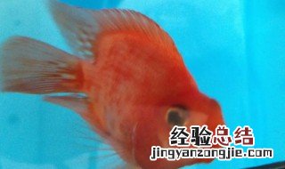 鹦鹉鱼养不活怎么办 鹦鹉鱼怎么养不死