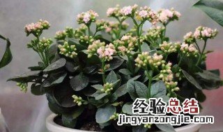 阳台种什么花好 在阳台种植什么花好