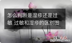 怎么判断是湿疹还是过敏 过敏和湿疹的区别图片