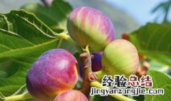 棕色土耳其无花果种植方法图片 棕色土耳其无花果种植方法