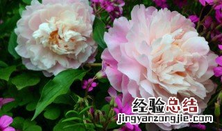 春天种芍药花苗什么时候能开花 芍药春天种能开花吗