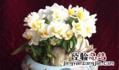 水仙花土培怎么种 水仙花土培的养殖方法是什么