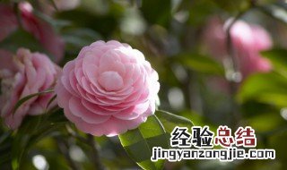 山茶花开花前怎么浇水施肥 山茶花开花时怎么浇水