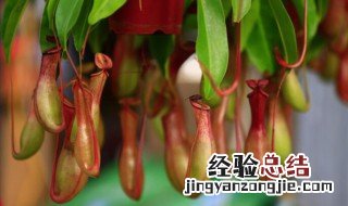 猪笼草秋天怎么养? 猪笼草秋天怎么养