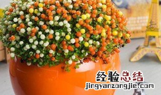 珍珠橙盆栽图片 珍珠橙怎么养