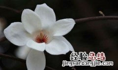 玉兰花可以在家养吗 玉兰花能不能养在家里