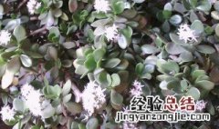 家里为什么不能种玉树花 家里能养玉树花吗