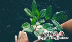 植树幽默说说 种树幽默说说