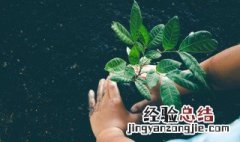 植树节朋友圈怎么说 植树节的朋友圈说说大全