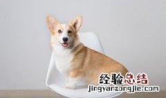 马犬的精准训练方法 有什么正确的训练技巧