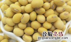 黄豆是什么豆 粽子里面的黄豆是什么豆