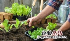 木箱子种菜的制作方法 木箱子种菜的制作方法图解