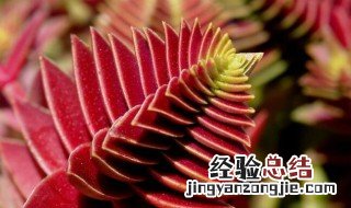 茜之塔开花是否要修剪 花朵外形是什么样子