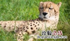 什么比猎豹的速度更快 给大家科普一下