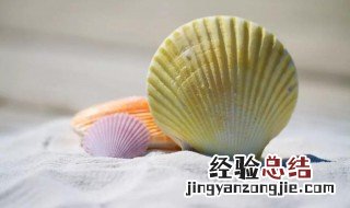 贝壳养殖方法 海贝壳怎么养