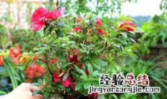 杜鹃花冬天怎么养 杜鹃花冬天怎么养要注意什么