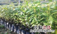 金丝楠木树苗种植时间 金丝楠木树苗怎么种植