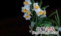 水仙花有毒吗 水仙花有毒吗 能放家里吗