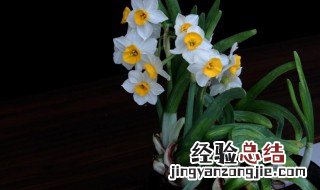 水仙花有毒吗 水仙花有毒吗 能放家里吗