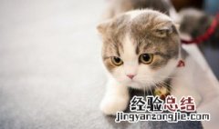 一个月的小猫怎么养 一个月的小猫怎么养?