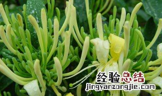 山银花介绍 山银花主要成分