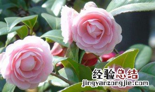 杜鹃山茶花怎么养家庭养法 茶花怎么养家庭养法