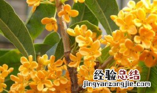 室内桂花怎么养才能更旺盛 桂花怎么养才能更旺盛