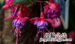 宝莲灯花怎么养 宝莲灯花怎样养护