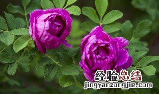 玫瑰花怎么养水里加白醋 玫瑰花怎么养水里