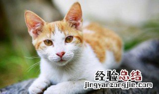 一个月大的猫咪怎么养活? 一个月大的猫咪怎么养