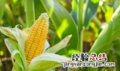 玉米种植方法步骤 玉米种植三种方法