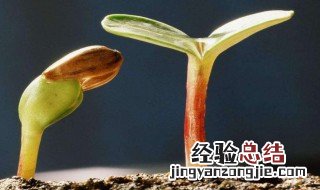 种子催芽方法五种方法 种子如何催芽