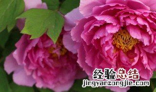 芍药花好养吗 芍药花好养吗视频