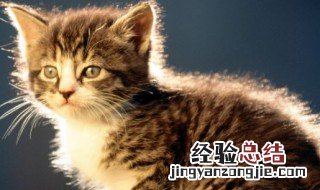 小猫怎么养才听话呢 小猫怎么养才听话